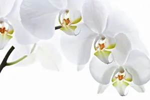 Minimal: Orchid