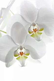 Phalaenopsis: Orchid