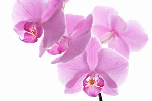 Phalaenopsis: Orchid
