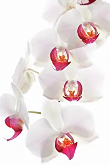 Phalaenopsis: Orchid