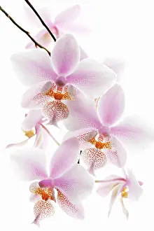 Phalaenopsis: Orchid