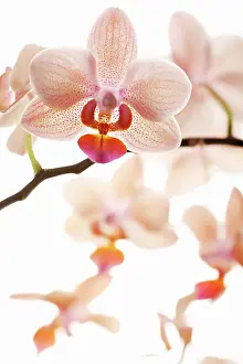 Phalaenopsis: Orchid