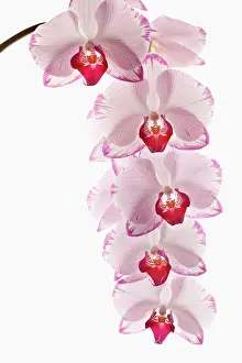 Pendant: Orchid