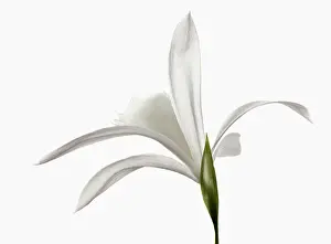 Formosana: Orchid