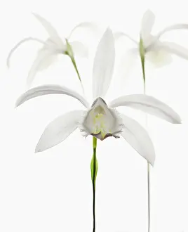 Formosana: Orchid