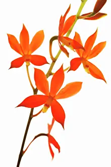 Nicaragua: Orchid