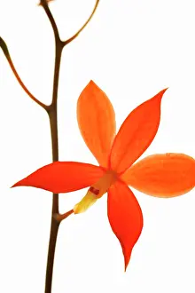Nicaragua: Orchid