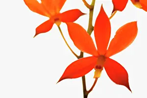 Nicaragua: Orchid