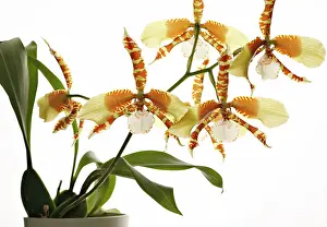 Epiphytic: Orchid