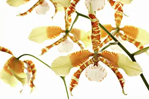 Epiphytic: Orchid