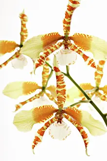 Epiphytic: Orchid