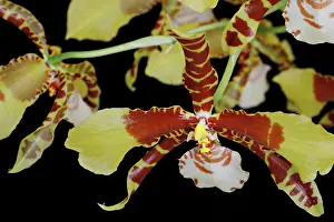 Epiphytic: Orchid