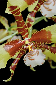 Epiphytic: Orchid