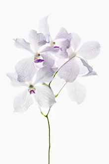 Toned: Orchid