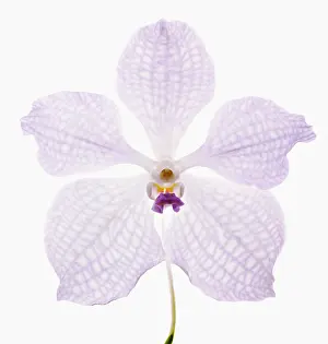 Toned: Orchid
