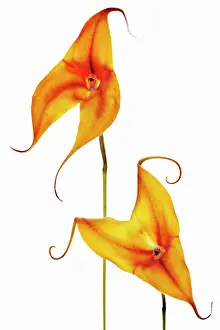 Tendril: Orchid