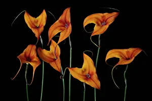 Tendril: Orchid