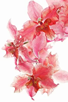 Odontoglossum: Orchid