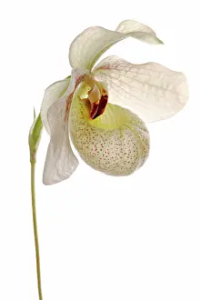 Flowered: Orchid