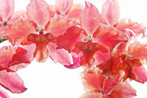 Odontoglossum: Orchid