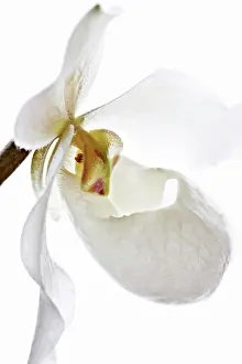 Slipper: Orchid