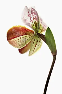 Slipper: Orchid
