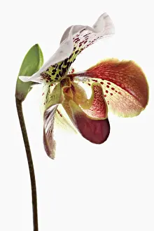Slipper: Orchid