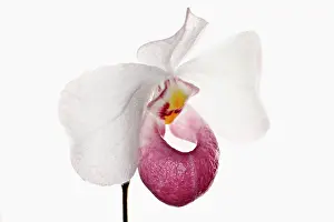 Slipper: Orchid