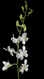 Dreams: Orchid