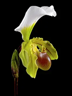 Slipper: Orchid