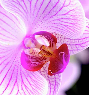 Toned: Orchid