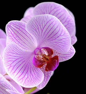 Toned: Orchid
