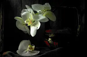 Phalaenopsis: Orchid