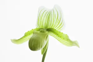 Paphiopedilum: Orchid