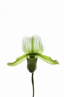 Paphiopedilum: Orchid