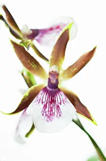 Zygopetalum: Orchid