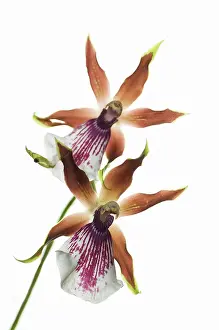 Combined: Orchid