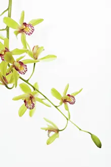 Cymbidium: Orchid