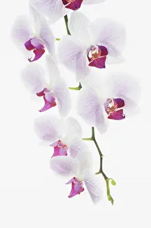 Phalaenopsis: Orchid