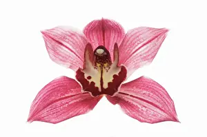 Blown: Orchid