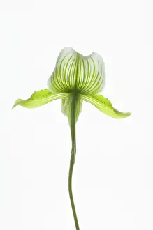 Turned: Orchid