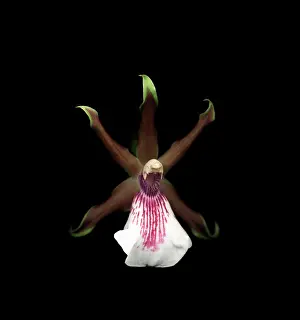 Comedy: Orchid