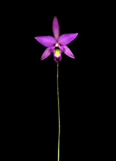 Weak: Orchid