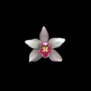 Glorious: Orchid