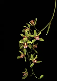 Cymbidium: Orchid