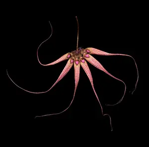 Comedy: Orchid