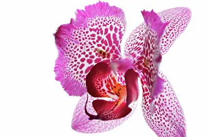 Toned: Orchid
