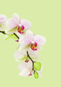 Phalaenopsis: Orchid