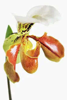 Slipper: Orchid