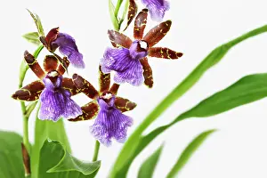 Optimism: Orchid